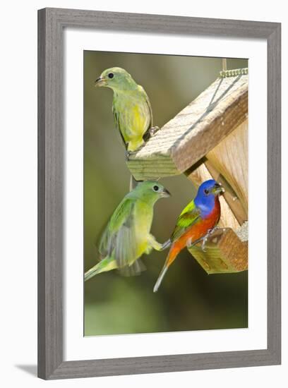 USA, Florida, Immokalee, Painted Buntings Perched on Hopper Feeder-Bernard Friel-Framed Photographic Print