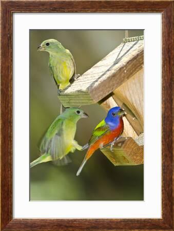 Usa Florida Immokalee Painted Buntings Perched On Hopper Feeder