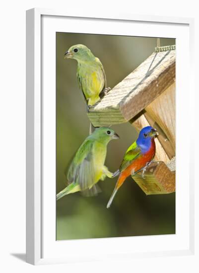 USA, Florida, Immokalee, Painted Buntings Perched on Hopper Feeder-Bernard Friel-Framed Photographic Print