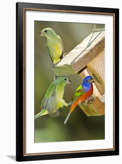 USA, Florida, Immokalee, Painted Buntings Perched on Hopper Feeder-Bernard Friel-Framed Photographic Print