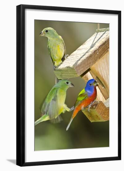 USA, Florida, Immokalee, Painted Buntings Perched on Hopper Feeder-Bernard Friel-Framed Photographic Print