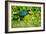 USA, Florida, Immokalee, Purple Gallinule-Bernard Friel-Framed Photographic Print