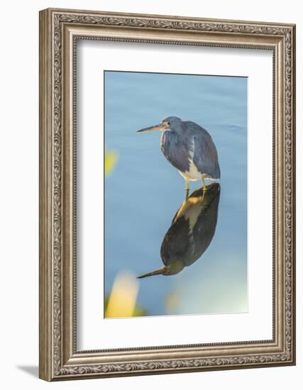 USA, Florida, Merritt Island, Great Blue Heron-Jim Engelbrecht-Framed Photographic Print