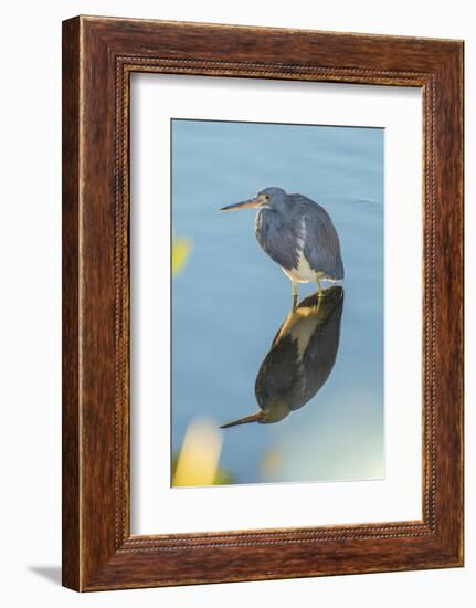 USA, Florida, Merritt Island, Great Blue Heron-Jim Engelbrecht-Framed Photographic Print