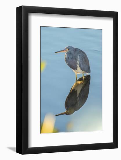 USA, Florida, Merritt Island, Great Blue Heron-Jim Engelbrecht-Framed Photographic Print