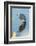 USA, Florida, Merritt Island, Great Blue Heron-Jim Engelbrecht-Framed Photographic Print