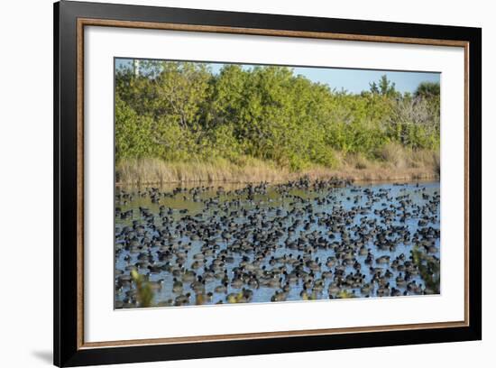 USA, Florida, Merritt Island, National Wildlife Refuge, American Coot.-Lisa S. Engelbrecht-Framed Photographic Print