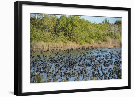 USA, Florida, Merritt Island, National Wildlife Refuge, American Coot.-Lisa S. Engelbrecht-Framed Photographic Print