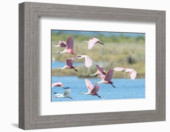 USA, Florida, Merritt Island, NWF, Roseate Spoonbills-Jim Engelbrecht-Framed Photographic Print