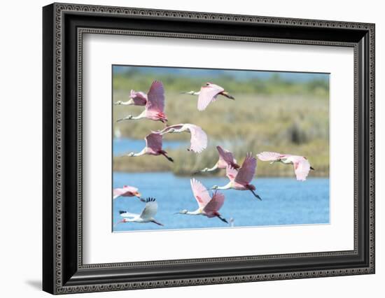 USA, Florida, Merritt Island, NWF, Roseate Spoonbills-Jim Engelbrecht-Framed Photographic Print