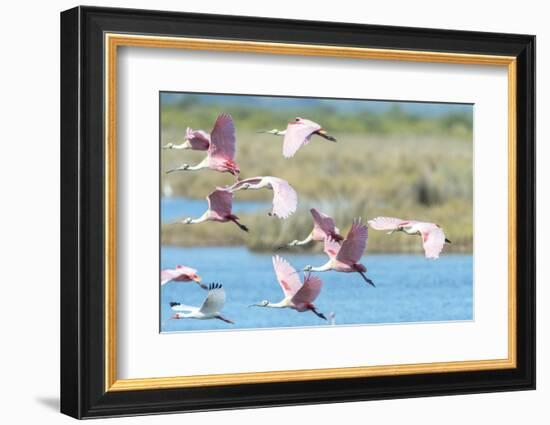 USA, Florida, Merritt Island, NWF, Roseate Spoonbills-Jim Engelbrecht-Framed Photographic Print