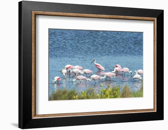 USA, Florida, Merritt Island, NWF, Roseate Spoonbills-Jim Engelbrecht-Framed Photographic Print