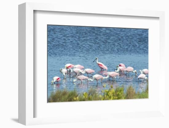 USA, Florida, Merritt Island, NWF, Roseate Spoonbills-Jim Engelbrecht-Framed Photographic Print