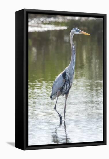 USA, Florida, Merritt Island, Nwr, Great Blue Heron-Jim Engelbrecht-Framed Premier Image Canvas