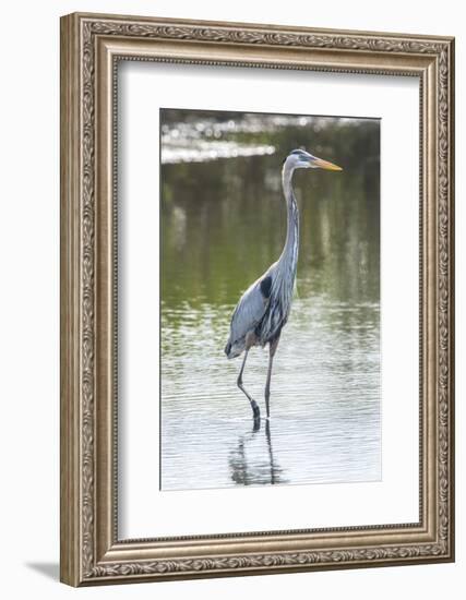 USA, Florida, Merritt Island, Nwr, Great Blue Heron-Jim Engelbrecht-Framed Photographic Print