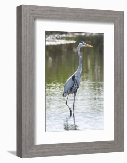 USA, Florida, Merritt Island, Nwr, Great Blue Heron-Jim Engelbrecht-Framed Photographic Print