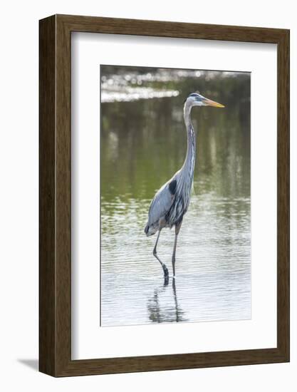 USA, Florida, Merritt Island, Nwr, Great Blue Heron-Jim Engelbrecht-Framed Photographic Print