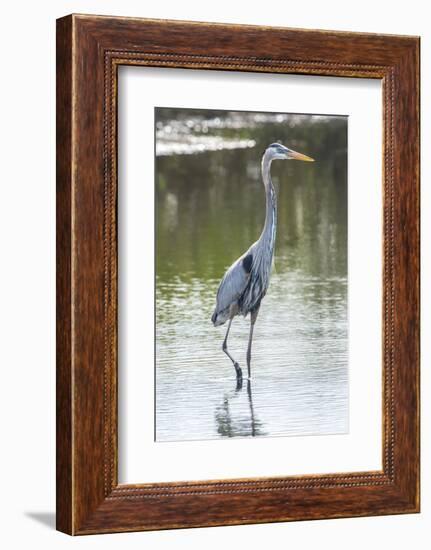 USA, Florida, Merritt Island, Nwr, Great Blue Heron-Jim Engelbrecht-Framed Photographic Print