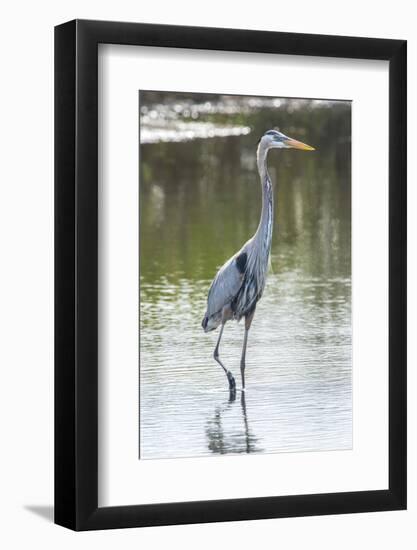 USA, Florida, Merritt Island, Nwr, Great Blue Heron-Jim Engelbrecht-Framed Photographic Print