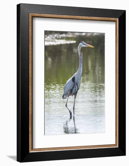 USA, Florida, Merritt Island, Nwr, Great Blue Heron-Jim Engelbrecht-Framed Photographic Print