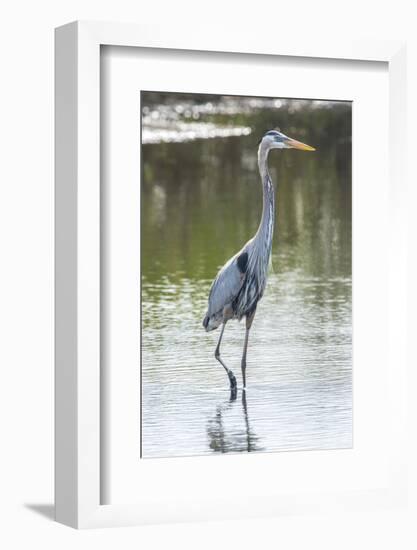 USA, Florida, Merritt Island, Nwr, Great Blue Heron-Jim Engelbrecht-Framed Photographic Print