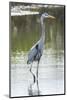 USA, Florida, Merritt Island, Nwr, Great Blue Heron-Jim Engelbrecht-Mounted Photographic Print