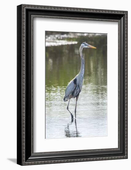 USA, Florida, Merritt Island, Nwr, Great Blue Heron-Jim Engelbrecht-Framed Photographic Print