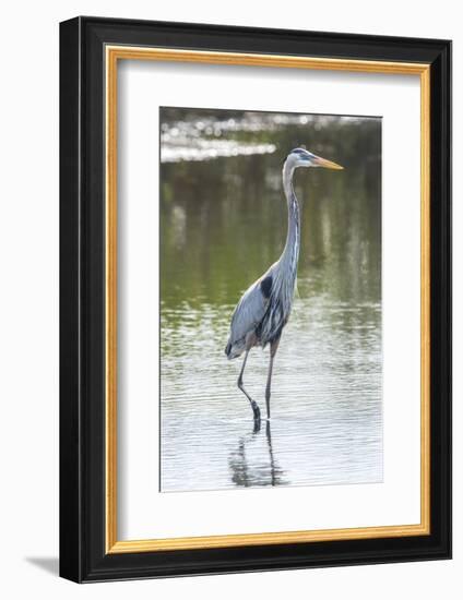 USA, Florida, Merritt Island, Nwr, Great Blue Heron-Jim Engelbrecht-Framed Photographic Print