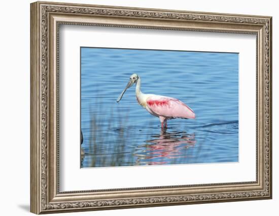 USA, Florida, Merritt Island, Nwr, Roseate Spoonbills-Jim Engelbrecht-Framed Photographic Print