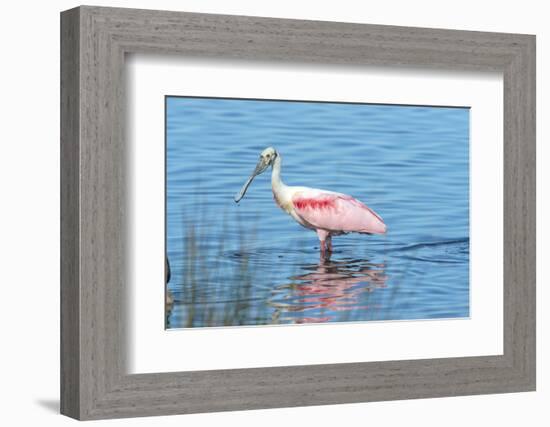 USA, Florida, Merritt Island, Nwr, Roseate Spoonbills-Jim Engelbrecht-Framed Photographic Print