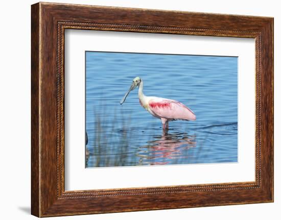 USA, Florida, Merritt Island, Nwr, Roseate Spoonbills-Jim Engelbrecht-Framed Photographic Print