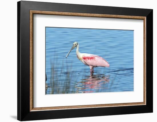 USA, Florida, Merritt Island, Nwr, Roseate Spoonbills-Jim Engelbrecht-Framed Photographic Print