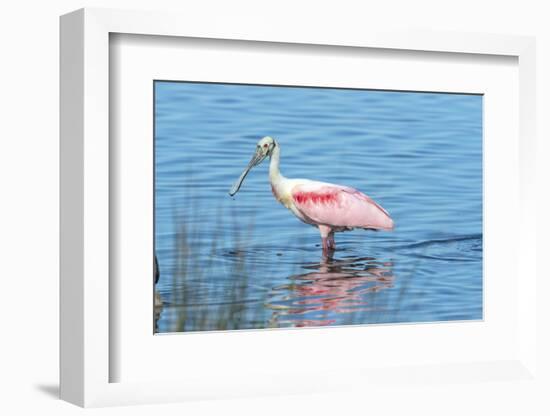 USA, Florida, Merritt Island, Nwr, Roseate Spoonbills-Jim Engelbrecht-Framed Photographic Print