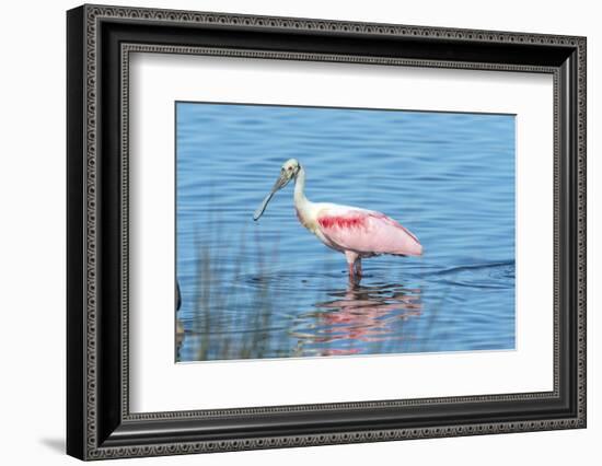 USA, Florida, Merritt Island, Nwr, Roseate Spoonbills-Jim Engelbrecht-Framed Photographic Print