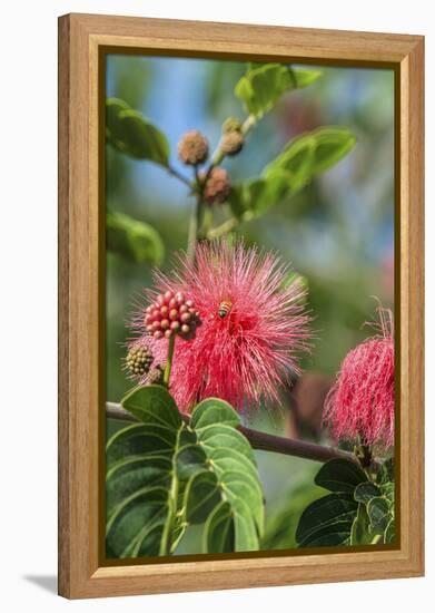 USA, Florida, New Smyrna Beach, Calliandra, Powder Puff Plant-Jim Engelbrecht-Framed Premier Image Canvas