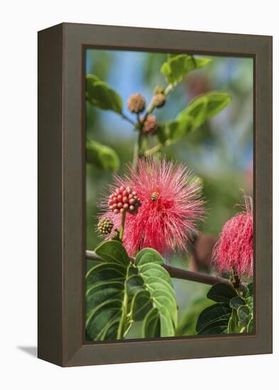 USA, Florida, New Smyrna Beach, Calliandra, Powder Puff Plant-Jim Engelbrecht-Framed Premier Image Canvas