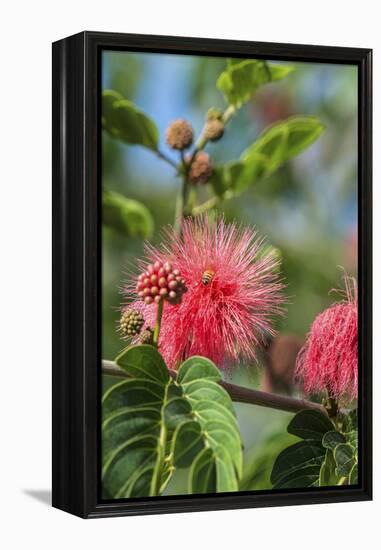 USA, Florida, New Smyrna Beach, Calliandra, Powder Puff Plant-Jim Engelbrecht-Framed Premier Image Canvas