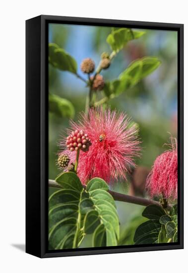 USA, Florida, New Smyrna Beach, Calliandra, Powder Puff Plant-Jim Engelbrecht-Framed Premier Image Canvas