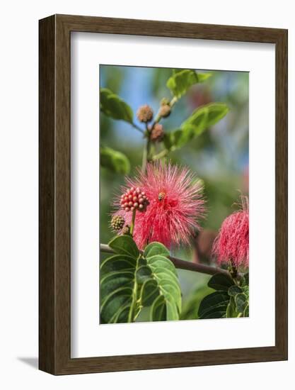 USA, Florida, New Smyrna Beach, Calliandra, Powder Puff Plant-Jim Engelbrecht-Framed Photographic Print