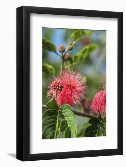 USA, Florida, New Smyrna Beach, Calliandra, Powder Puff Plant-Jim Engelbrecht-Framed Photographic Print