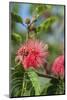 USA, Florida, New Smyrna Beach, Calliandra, Powder Puff Plant-Jim Engelbrecht-Mounted Photographic Print