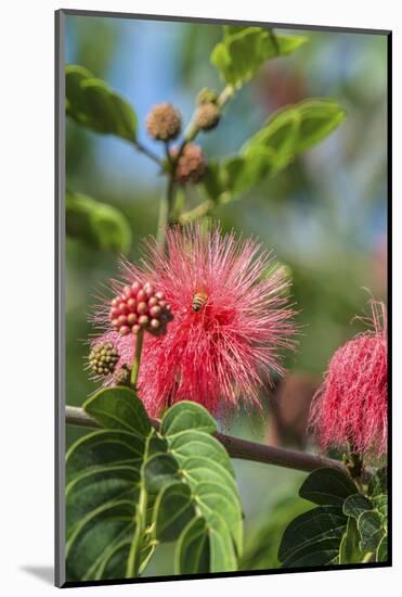 USA, Florida, New Smyrna Beach, Calliandra, Powder Puff Plant-Jim Engelbrecht-Mounted Photographic Print