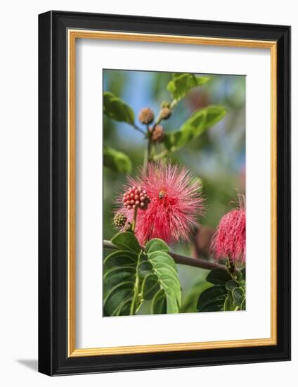 USA, Florida, New Smyrna Beach, Calliandra, Powder Puff Plant-Jim Engelbrecht-Framed Photographic Print