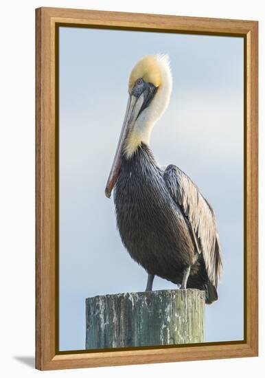 USA, Florida, New Smyrna Beach, Pelican Perched on Pylon-Jim Engelbrecht-Framed Premier Image Canvas