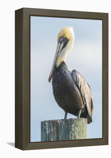 USA, Florida, New Smyrna Beach, Pelican Perched on Pylon-Jim Engelbrecht-Framed Premier Image Canvas