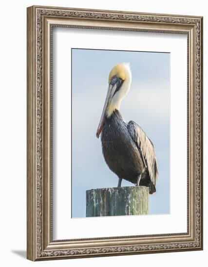 USA, Florida, New Smyrna Beach, Pelican Perched on Pylon-Jim Engelbrecht-Framed Photographic Print