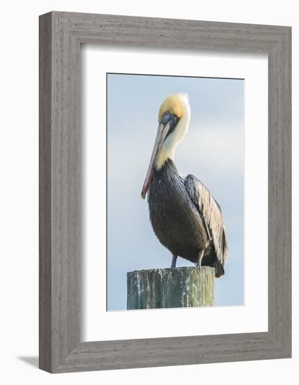 USA, Florida, New Smyrna Beach, Pelican Perched on Pylon-Jim Engelbrecht-Framed Photographic Print