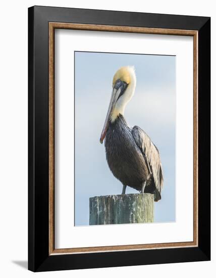 USA, Florida, New Smyrna Beach, Pelican Perched on Pylon-Jim Engelbrecht-Framed Photographic Print