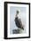 USA, Florida, New Smyrna Beach, Pelican Perched on Pylon-Jim Engelbrecht-Framed Photographic Print