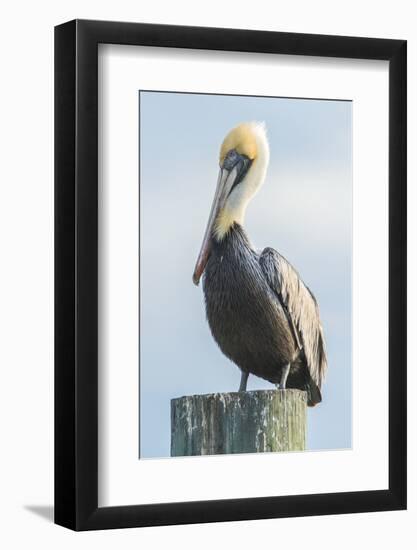 USA, Florida, New Smyrna Beach, Pelican Perched on Pylon-Jim Engelbrecht-Framed Photographic Print